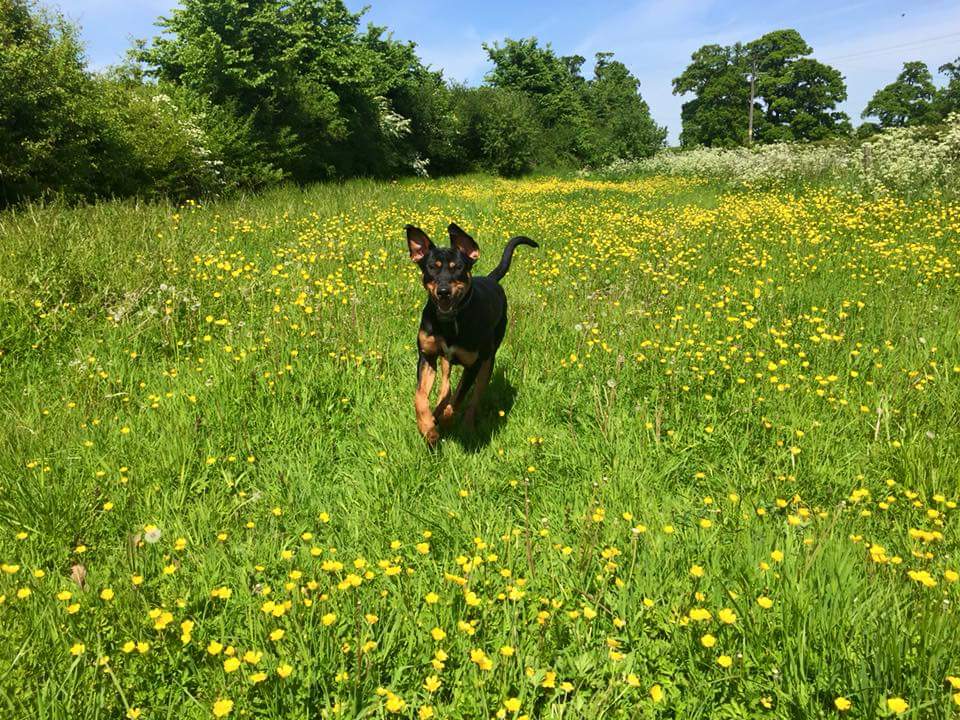 Bear the German Shepherd Rottie